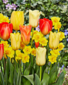 Tulpe (Tulipa) und Narissen (Narcissus), Mischung