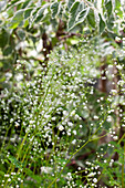 Wiesenraute (Thalictrum) weiß