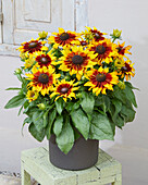 Sonnenhut (Rudbeckia) 'Summerina™ Sizzling Sunset®'