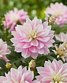 Dahlie (Dahlia) 'Evanah'