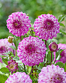 Dahlia Fuchsia Pride