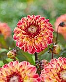 Dahlie (Dahlia) 'Dancing Don'