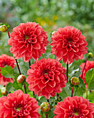 Dahlie (Dahlia) 'Saar'