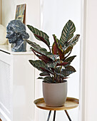 Calathea ornata