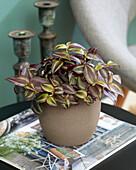 Dreimasterblumen (Tradescantia) 'Purple Leaf'