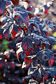 Schneeballblättrige Blasenspiere (Physocarpus opulifolius) 'Rubella'