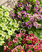 Primel (Primula) 'Pricanto Red', 'Blue' und 'Lime'