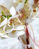 Blumenstrauß aus Vanda-Orchideen (Close-Up)