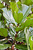 Geigenfeige (Ficus lyrata)