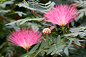 Calliandra haematocephala