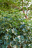 Kleine Strahlenaralie (Schefflera arboricola) 'Compacta'