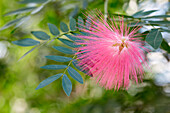 Calliandra haematocephala