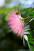 Roter Puderquastenstrauch (Calliandra haematocephala)