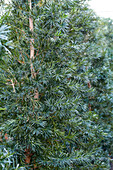 Großblättrige Steineibe (Podocarpus macrophyllus)