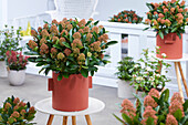 Skimmia japonica Miracle ®