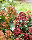 Japanische Skimmie (Skimmia japonica) 'Miracle ®', 'Rubella'