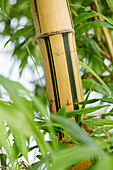 Zimmerbambus (Bambusa vulgaris)