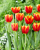 Tulipa Choice
