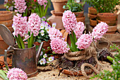 Hyazinthe (Hyacinthus), pink