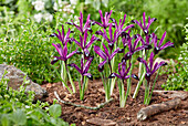 Netzblatt-Schwertlilie (Iris reticulata) 'Pauline'