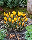 Krokus (Crocus) 'Golden Yellow'