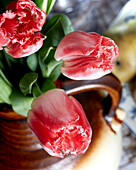 Tulpe (Tulipa) 'Lingerie'