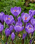 Frühlings-Krokus (Crocus vernus) 'Remembrance'