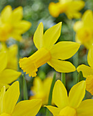Narcissus Amwell Lady