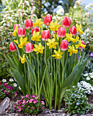 Narzisse (Narcissus) 'Amwell Lady', Tulpe (Tulipa) 'Feline'