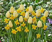 Tulpe (Tulipa) 'Malaysia', Traubenhyazinthe (Narcissus) 'Winters Starlet'