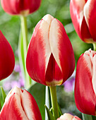 Tulpe (Tulipa) 'Christmas Gift'