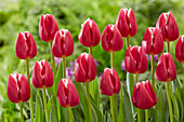 Tulpe (Tulipa) 'Masterclass'