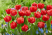 Tulpe (Tulipa) 'Mira'