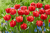 Tulipa Mira