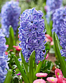 Hyazinthe (Hyacinthus) 'Aqua'