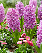 Hyacinthus Purple Voice