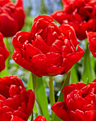 Tulpe (Tulipa) 'Double Twist'