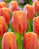 Tulpe (Tulipa) 'Time Out'