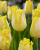 Tulpe (Tulipa) 'Limoncello'
