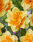 Narzisse (Narcissus) 'Suncatcher'