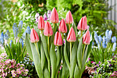 Tulpe (Tulipa) 'Maskovri'