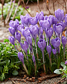 Crocus Hummingbird