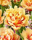 Tulpe (Tulipa) 'Queensland Mutant'