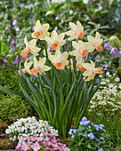 Narcissus Carice
