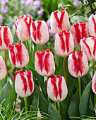 Tulipa French Kiss