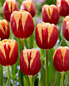 Tulpe (Tulipa) 'Heaven'