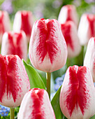 Tulpe (Tulipa) 'French Kiss'