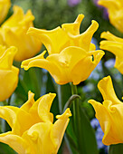 Tulpe (Tulipa) 'King's Crown'