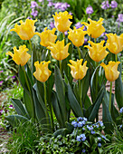 Tulpe (Tulipa) 'King's Crown'