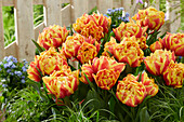 Tulpe (Tulipa) 'Spain'